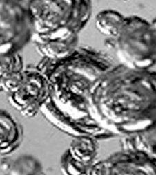 dew